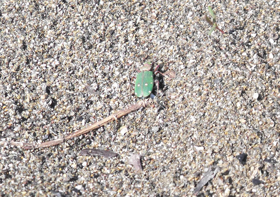 Cicindela maremmana da id: Cicindela campestris